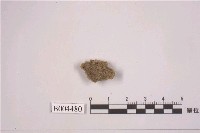 藏品(棕粉盤菌)的圖片